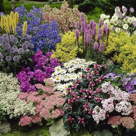 yougarden hardy perennial border collection 12 plants in 9cm pots mixed uk garden