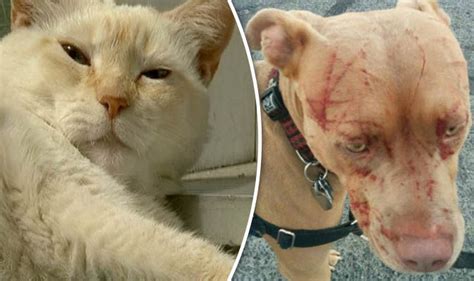 Frenzied Cat Left Pit Bull With Injuries After Attacking