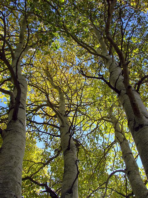 Sierra Nevada Aspen Fall Color Photograph By Scott Mcguire Fine Art