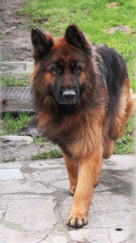 Different kennel clubs have different standards for the breed. Pin on German Shepherd