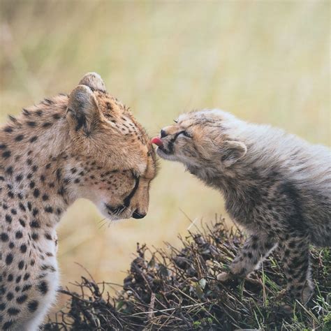 Mother And Son Baby Animals Cheetah Cubs Baby Animals Funny