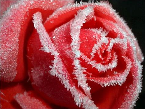 Frozen Red Frozen Rose Flowers Winter Rose