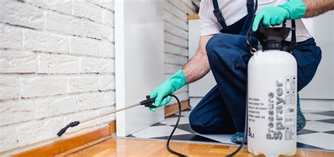 Our pest control sunshine coast services will help. Sunshine Coast Carpet Cleaning & Pest Control