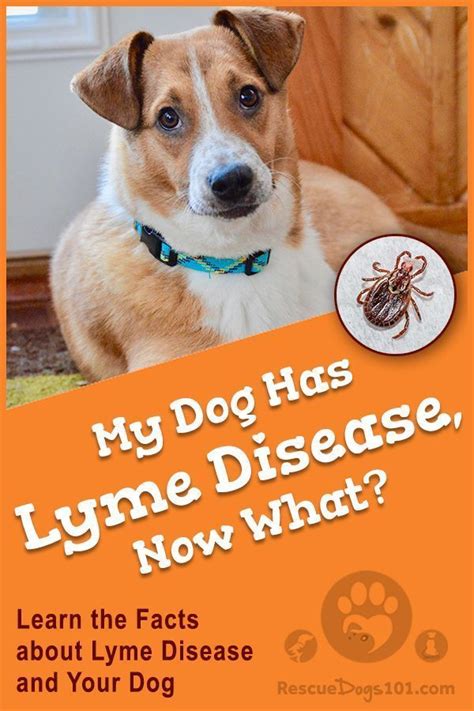 What You Need To Know About Lyme Disease And Your Dog Dog Health Dog