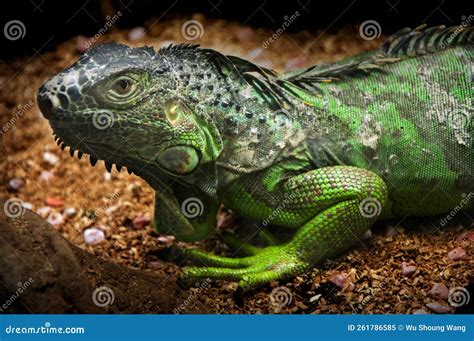 Herbivorous Reptiles Large Lizards American Iguanas Lizards Stock