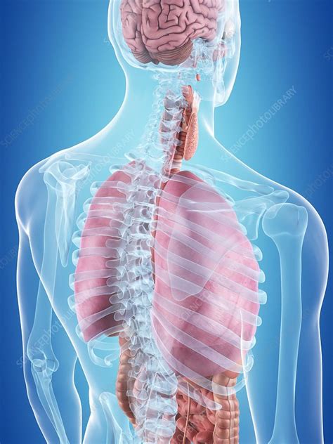 Free for commercial use no attribution required high quality images. Human internal organs, illustration - Stock Image - F011 ...