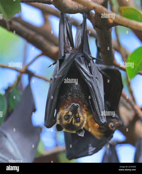 Spectacled Flying Fox Spectacled Fruit Bat Pteropus Conspicillatus