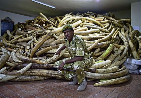 Kenya Government Allows Poachers To Hand In Illegal Ivory Before Huge