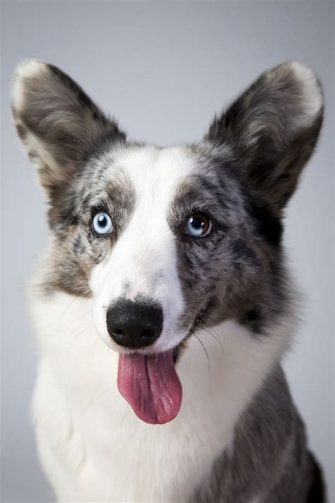 Top Dogs Portraits From Westminster Westminster Dog Show Corgi