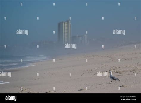 Seagull On The Beach At Bloubergstrand In Cape Town Stock Photo Alamy