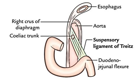 Duodenum Earth S Lab
