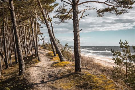 Baltic Sea Coastline Forest And Sand Dunes With Pine Trees 2378919