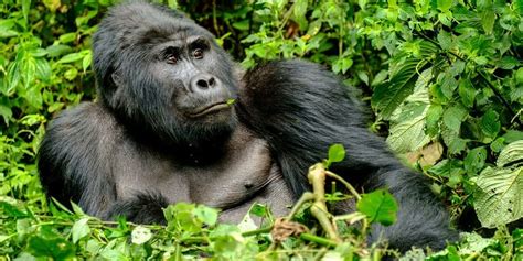 4 Days Bwindi Gorilla Trekking And Lake Kivu Adventure