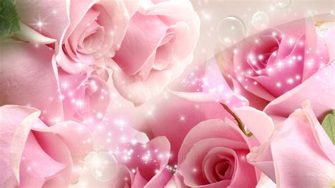 10 Best Pink Rose Background Wallpaper Full Hd 1920×1080 For Pc Desktop