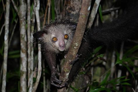 Aye Aye Daubentonia Madagascariensis Island Of Madagasca Flickr