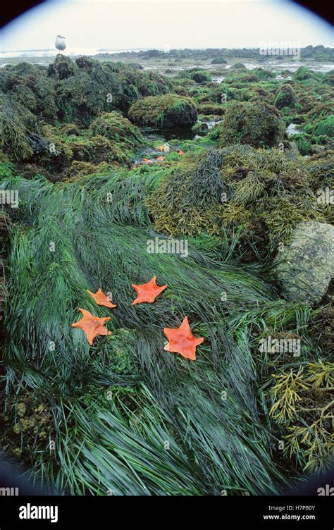 Bat Star Asterina Miniata Group Among Sea Grass And Intertidal Algae