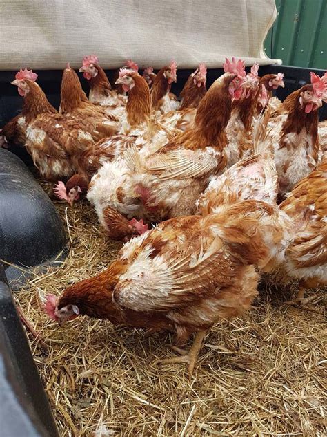 Another 110 Hens Rescued Free As A Bird Rescue We Rescue Rehabilitate And Rehome