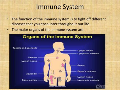 Ppt Immune System 4912 Powerpoint Presentation Free Download Id