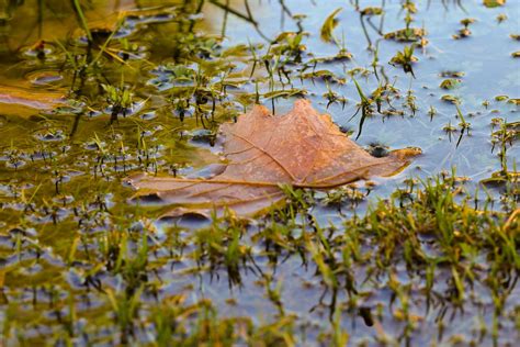 Puddle Leaf Autumn · Free Photo On Pixabay