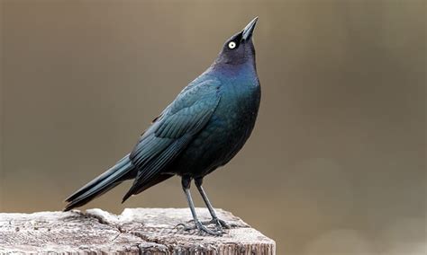 The 5 Species Of Blackbirds Found In Texas Wild Bird Scoop