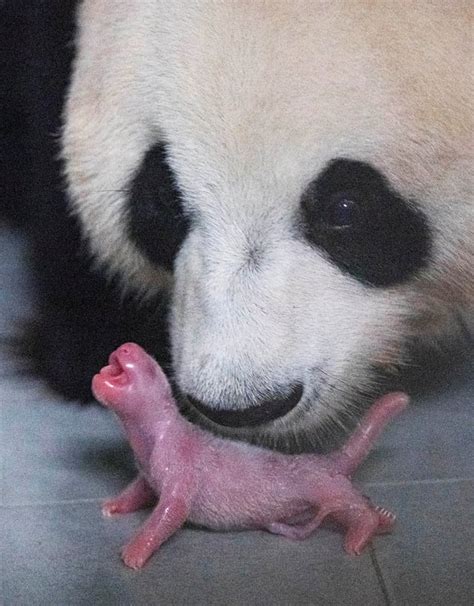 Ai Bao And Her Newborn Cub In Yongin South Korea Panda Is Born Pink
