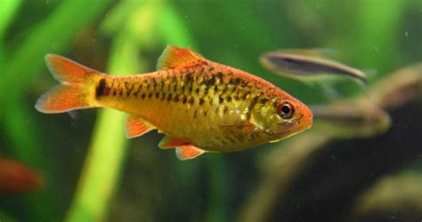 Barb Fish The Different Types Of Freshwater Barbs