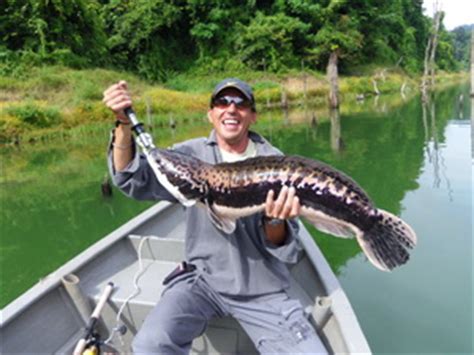 In many parts of the world, where they were intentionally introduced, they are considered. Snakehead Fishing in Malaysia