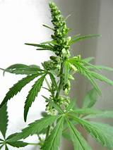 Pictures Of Marijuana Plants Growing Photos