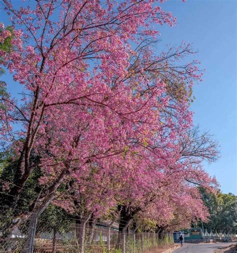 Shillong Cherry Blossom Festival 2022 Dates And Music Contest