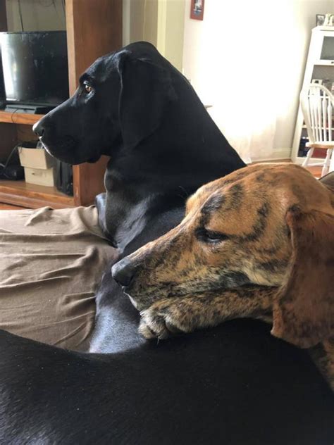 The role of chance, the american bulldog, was played by four dogs, shadow by who rescued him (in the first film) from the bad place, his name for the pound. Homeward Bound Animal Rescue Reviews and Ratings ...