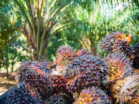 Pada tahun 2010, jumlah pengeluaran minyak sawit mentah bagi sabah meliputi sehingga 31.3 peratus (5.3 juta tan). Import oleh India, harga minyak sawit dijangka kembali kukuh