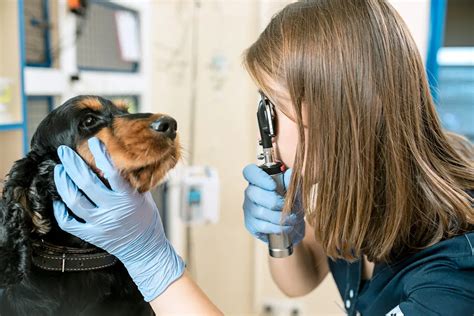 Ziekte Van Cushing Hond Huisdier Weetjes