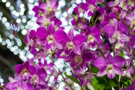 Violet Orchid Flowers Stock Image Image Of Vibrant Bright 49449051