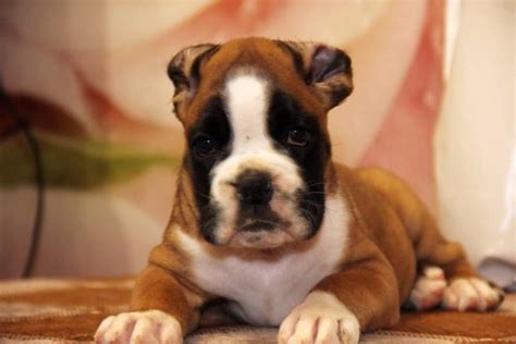 Boxer Puppies For Sale In Charlotte Nc Boxer Puppy For Sale Near Me