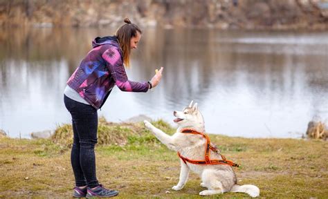 7 Types Of Dog Training Which Method Is Best