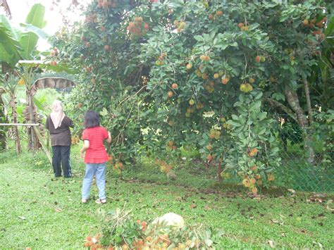 We did not find results for: Gambar Cinta Satu Mengunjungi Dusun Buah Buahan Gambar ...