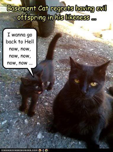 The dark and mysterius basement cat will come forth from the shadows to face the godlike ceiling cat, who would win? Breaking: Ceiling cat endorses Occupy Wall St. | Basement ...