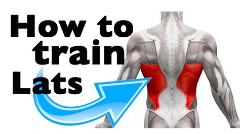 How To Train The Latissimus Dorsi 11 Gym Exercises Youtube
