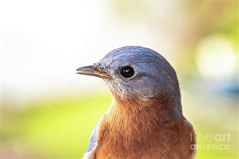 Eastern Bluebird Male Photograph By Scott Pellegrin Fine Art America