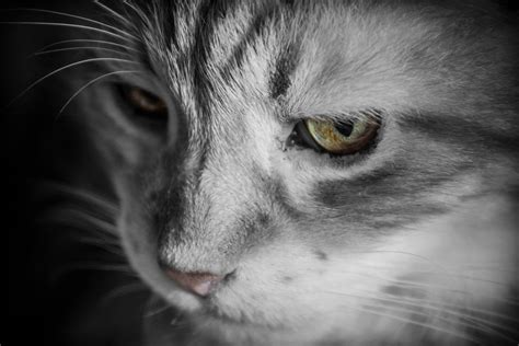 10 Secrets Your Cat Wants You To Know