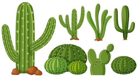 Diferentes Tipos De Plantas De Cactus 297246 Vector En Vecteezy