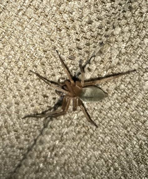 Cheiracanthiidae Prowling Spiders In Cape Town South Africa