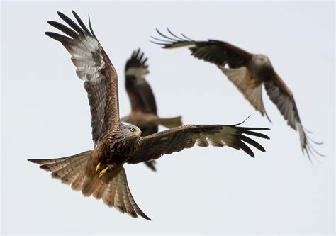 Red Kite The Reintroduction Of The Red Kite Has Been One O Flickr
