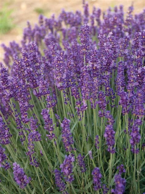Lavandula Hidcote Superior English Lavender Lavender Purple Plants