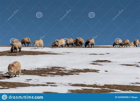 Sheep Flock On Snowy Hillside Stock Photo Image Of Herd Husbandry