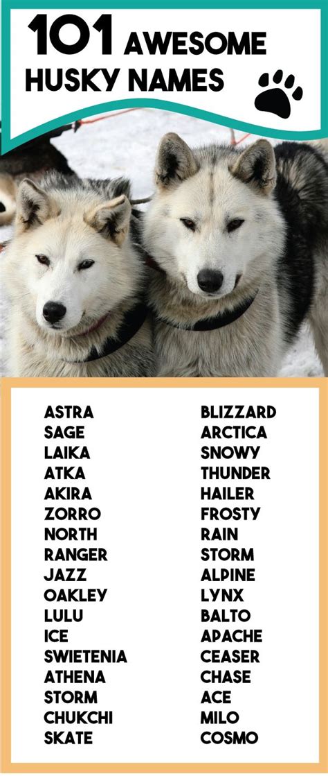 Husky Names Dog Names Husky Names Siberian Husky Names