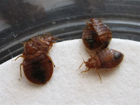 Bed Bug Wings Pictures Bangdodo