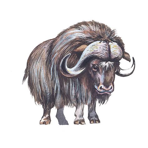 Cartoon Of A Musk Ox Illustrations Royalty Free Vector Graphics And Clip
