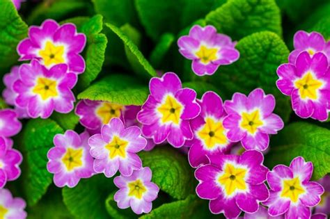 Premium Photo Perennial Primrose Or Primula In The Spring Garden