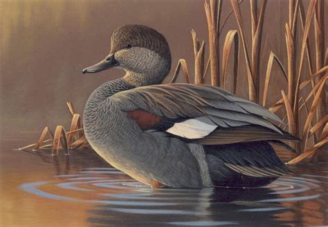 Gadwall Duck Paintings Yahoo Image Search Results Painting Duck
